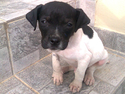 Βρέθηκε στο Πάτημα Χαλανδρίου