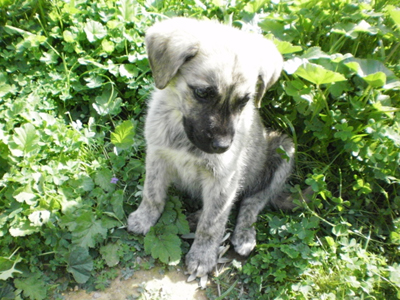 Χαρίζει το αρσενικό κουταβάκι