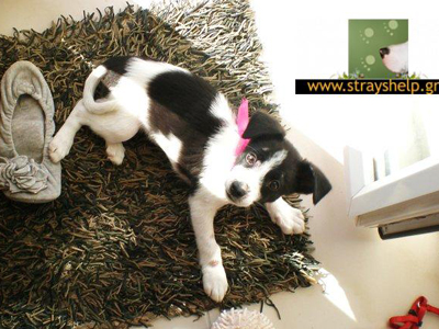 Ζητά οικογένεια