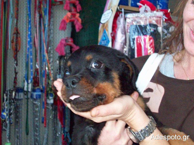 Ο Λίο περιμένει να τον υιοθετήσετε