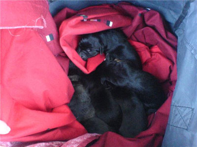 Ψάχνετε κουτάβι;