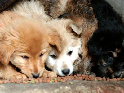 Μουσική βραδιά με ιερό σκοπό