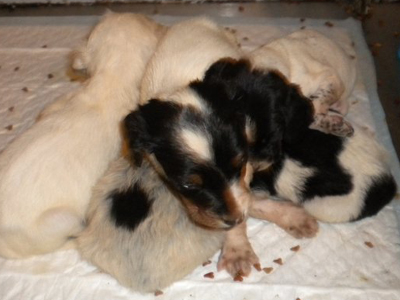 Χαρίζονται τα κουτάβια που κάποιοι παράτησαν