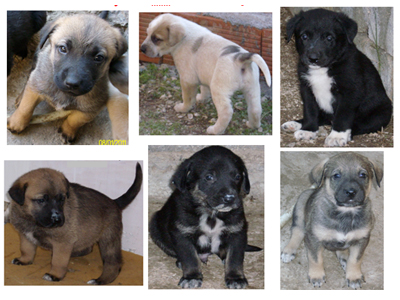 Χαρίζονται πανέμορφα κουταβάκια