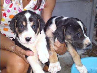 Χαρίζονται όμορφα κουταβάκια