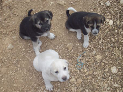 Χαρίζει το θηλυκό ποιμενάκι