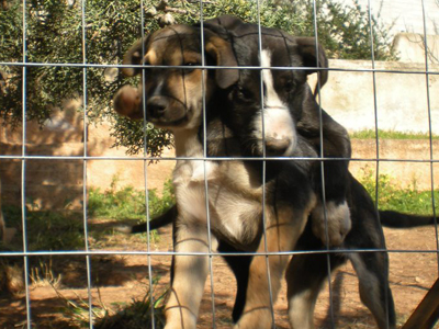 Χαρίζουν την Τίνα με τα μικρά της