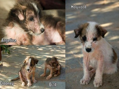 Χαρίζουν την Angelina, τον Brad, τον Hollywood και τον George