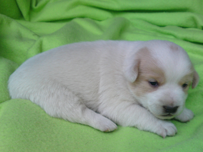 Χαρίζονται κουτάβια