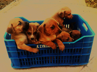 Επτά μικρά ψάχνουν σπίτι