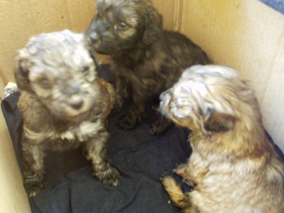 Βρέθηκαν παρατημένα μέσα σε κούτα