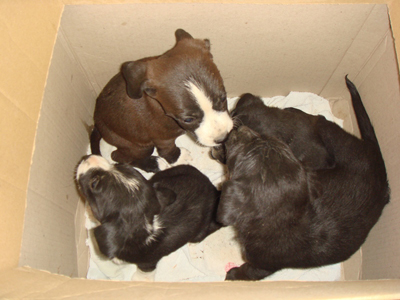 Οι κακοποιήσεις ζώων δυσφημούν τη Χίο