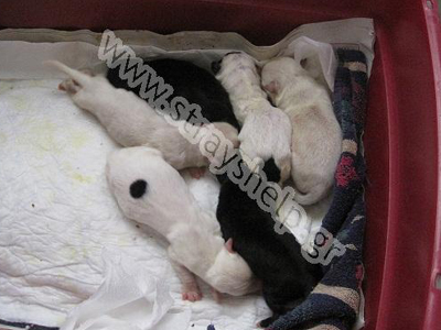 Βρέθηκαν πεταμένα στα σκουπίδια