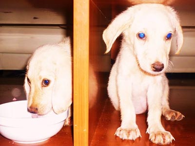 Χαρίζονται…