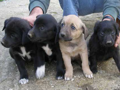 Εφτά πανέμορφα κουτάβια χαρίζονται στη Λέρο