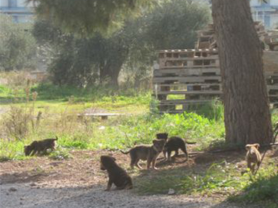 Ψάχνουν φιλόζωους, για να τα υιοθετήσουν