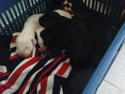 Ζητούνται εθελοντές για τη φροντίδα κουταβιών