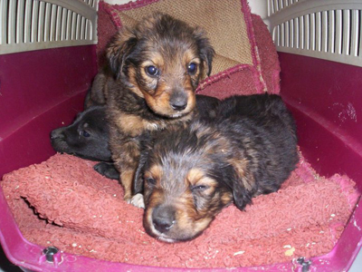 Τα κουτάβια ψάχνουν φιλόζωους