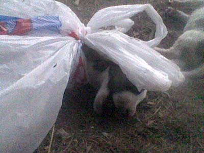 Φιλόζωοι μόνο στα λόγια οι Έλληνες