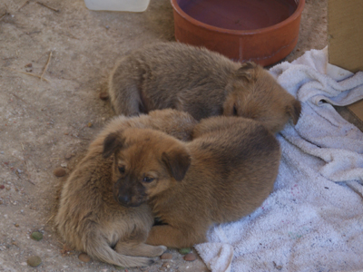 Έξι κουτάβια παρατημένα στο Ντράφι