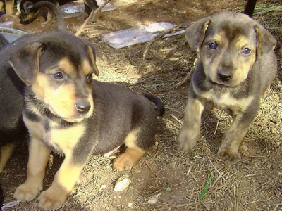 Ο Μόγλης και τα αδερφάκια του