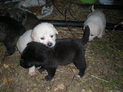 Χαρίζονται η αδέσποτη σκυλίτσα με τα οχτώ κουτάβια της