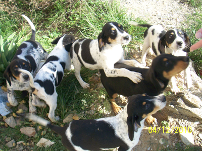 Τα κουτάβια κινδυνεύουν