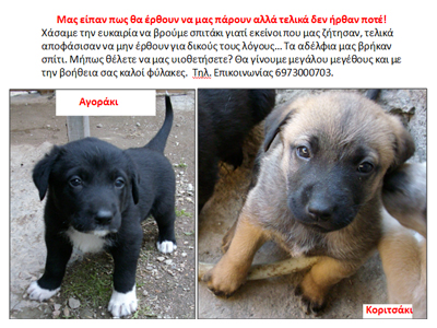 Χαρίζονται πανέμορφα κουταβάκια