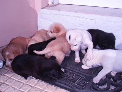 Ψάχνουν ποιος θα τη φιλοξενήσει για έναν μήνα