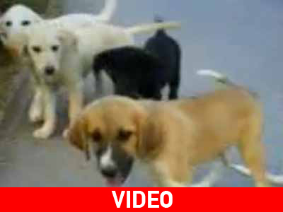 Θέλετε να τα υιοθετήσετε;