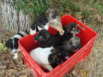 Πανέμορφα κουτάβια χαρίζονται…