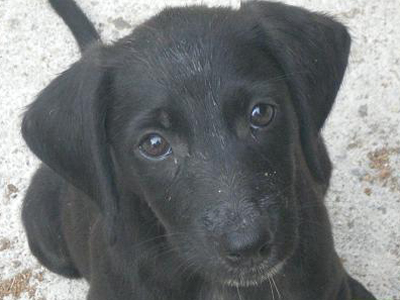 Έξι κουτάβια στον δρόμο