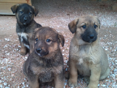 Χαρίζουν τα μικρούλια τους