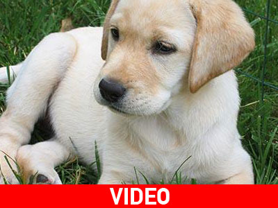 Εμπόριο ζώων χωρίς κατάλληλη φροντίδα