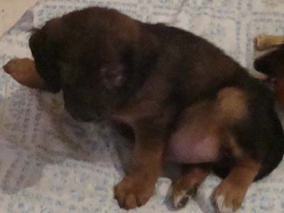 Ζητούν βοήθεια για το χτυπημένο κουτάβι