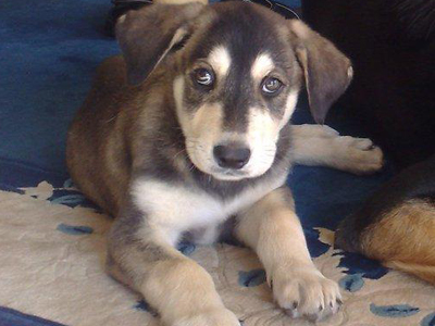 Χαρίζουν τον μικρούλη Ice