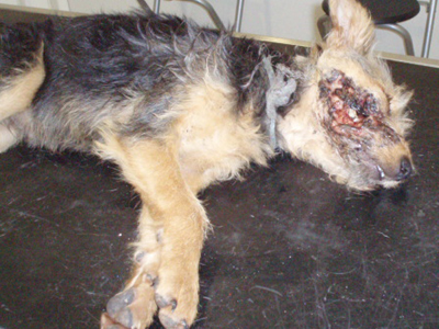 Πυροβόλησε το κουτάβι στα μάτια, γιατί πατούσε στο χωράφι του