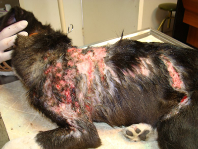 Τη Δευτέρα η δίκη του βασανιστή της Καλλιθέας