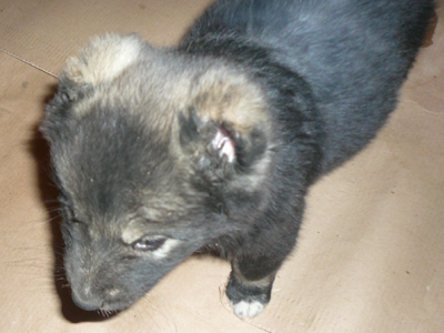 Το βρήκαν με κομμένα αυτιά