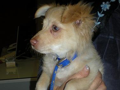 Παράτησαν το κουτάβι στο λιμάνι της Ρόδου