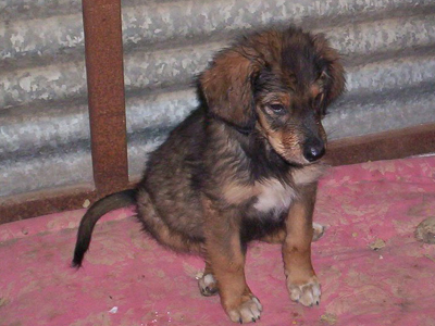 Σώθηκε απ’ τα σκουπίδια και ψάχνει φιλόζωη οικογένεια