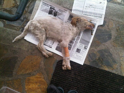 Μαθητές σκότωσαν κουτάβι στην Καβάλα