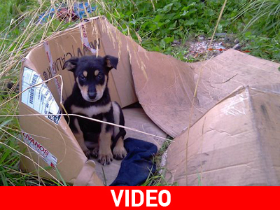 Τα κουταβάκια στον Σταθμό Λαρίσης χρειάζονται τη βοήθεια σας