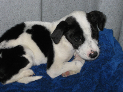 Ο μικρούλης απ’ την Πεντέλη ψάχνει σπίτι