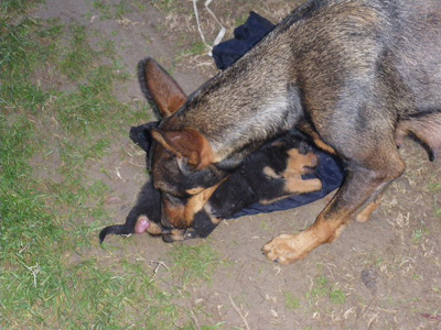 Ξεκοίλιασε κουτάβι με το αυτοκίνητο του