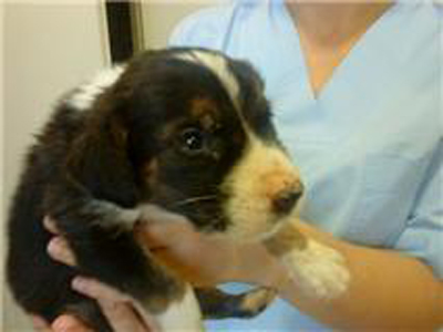 O κουταβούλης απ’ τον Υμηττό