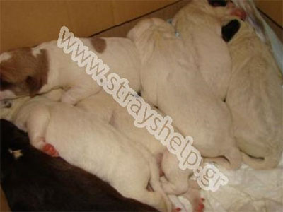 Ψάχνουν σπίτι για τα κουτάβια