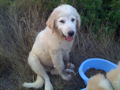Ψάχνουν σπίτι για τα τρία κουτάβια