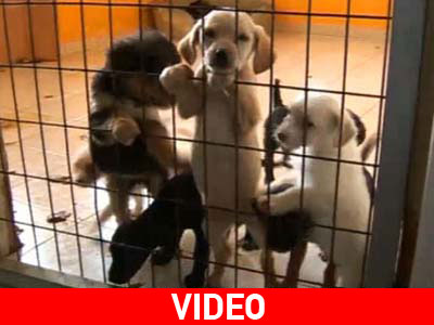 Γέμισε το κυνοκομείο της Ρόδου