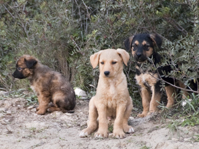 Χρειάζονται βοήθεια η σκυλίτσα και τα κουτάβια της